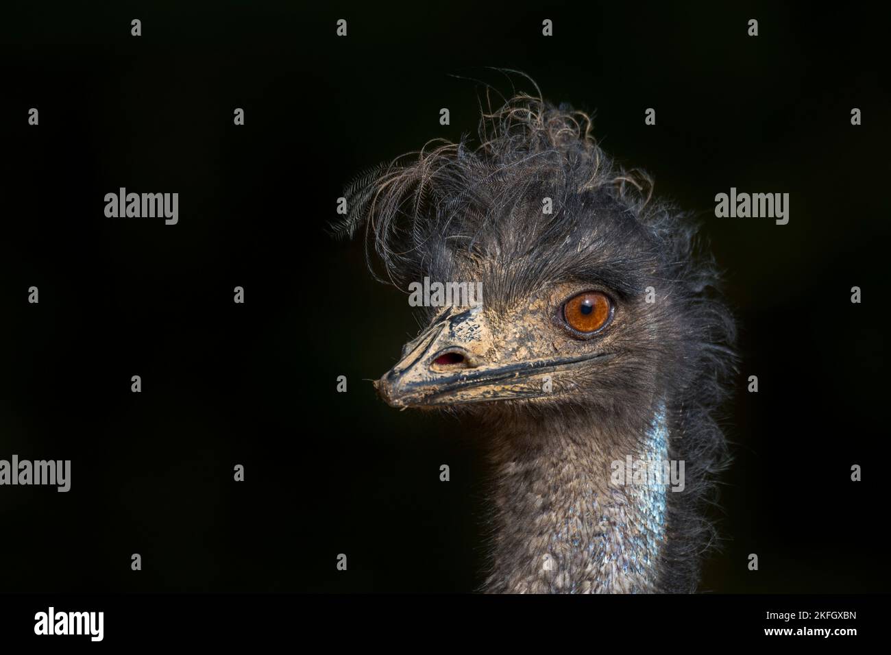 Emu (Dromaius novaehollandiae) Nahaufnahme des Kopfes, zweitgrößter lebender flugunser Vogel, der in Australien endemisch ist Stockfoto
