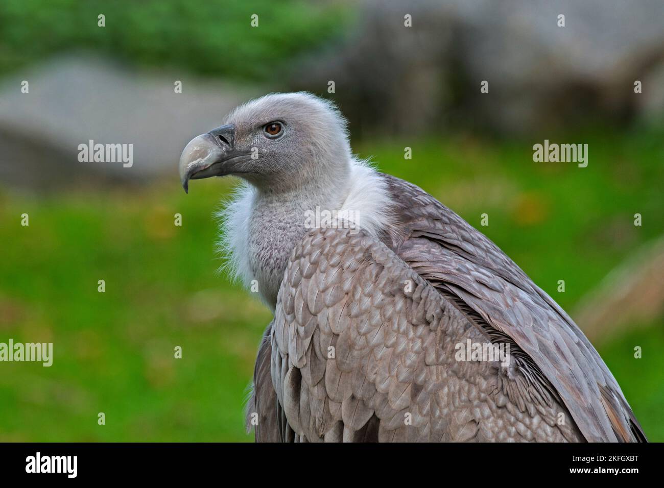 Greifgeier / Eurasischer Gänsegeier (Gyps fulvus) Schnitzelvögel aus Südeuropa, Nordafrika und Asien Stockfoto