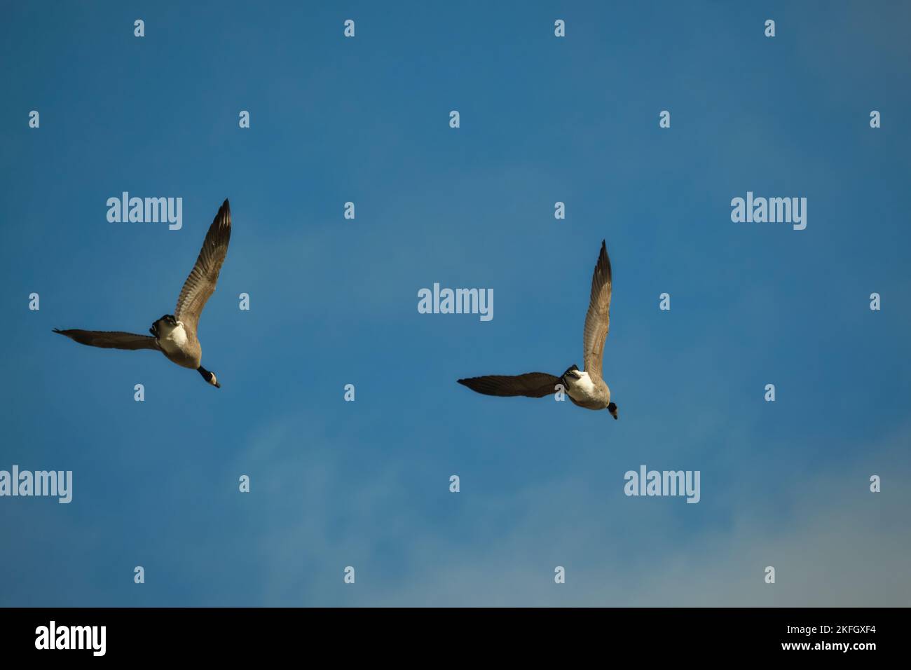 Ein Paar Kanadagänse (Branta canadensis) von unten gesehen, während sie über und nach unten fliegen, ihre Flügel ausgestreckt. Stockfoto