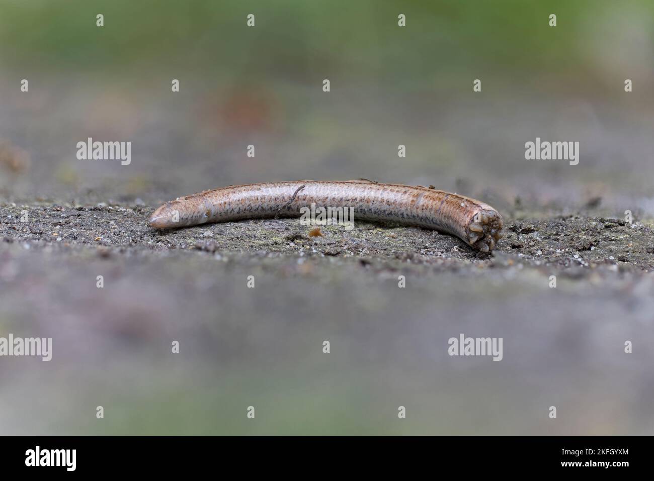 Gemeine Eidechse (Zootoca vivipara) vergossen abgetrennten Schwanz Norfolk UK GB Mai 2022 Stockfoto