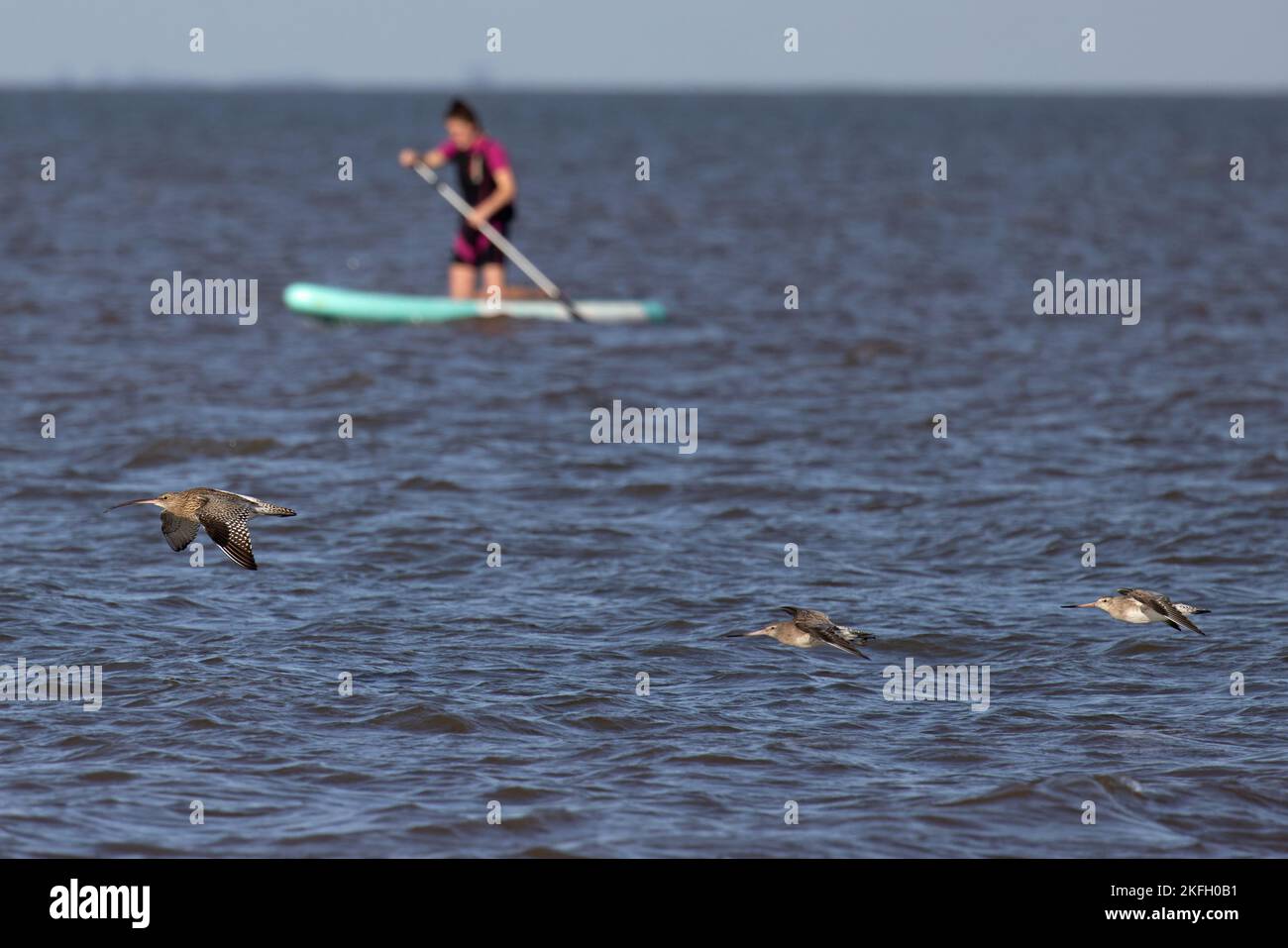 Curlew (Numenius arquata) mit zwei Bartailed Godwits (Limosa lapponica) & Paddle-Boarder Norfolk GB UK Oktober 2022 Stockfoto