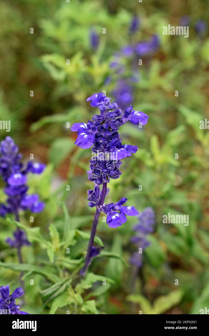 Lavendelblüten (Lavandula angustifolia) im Garten Stockfoto
