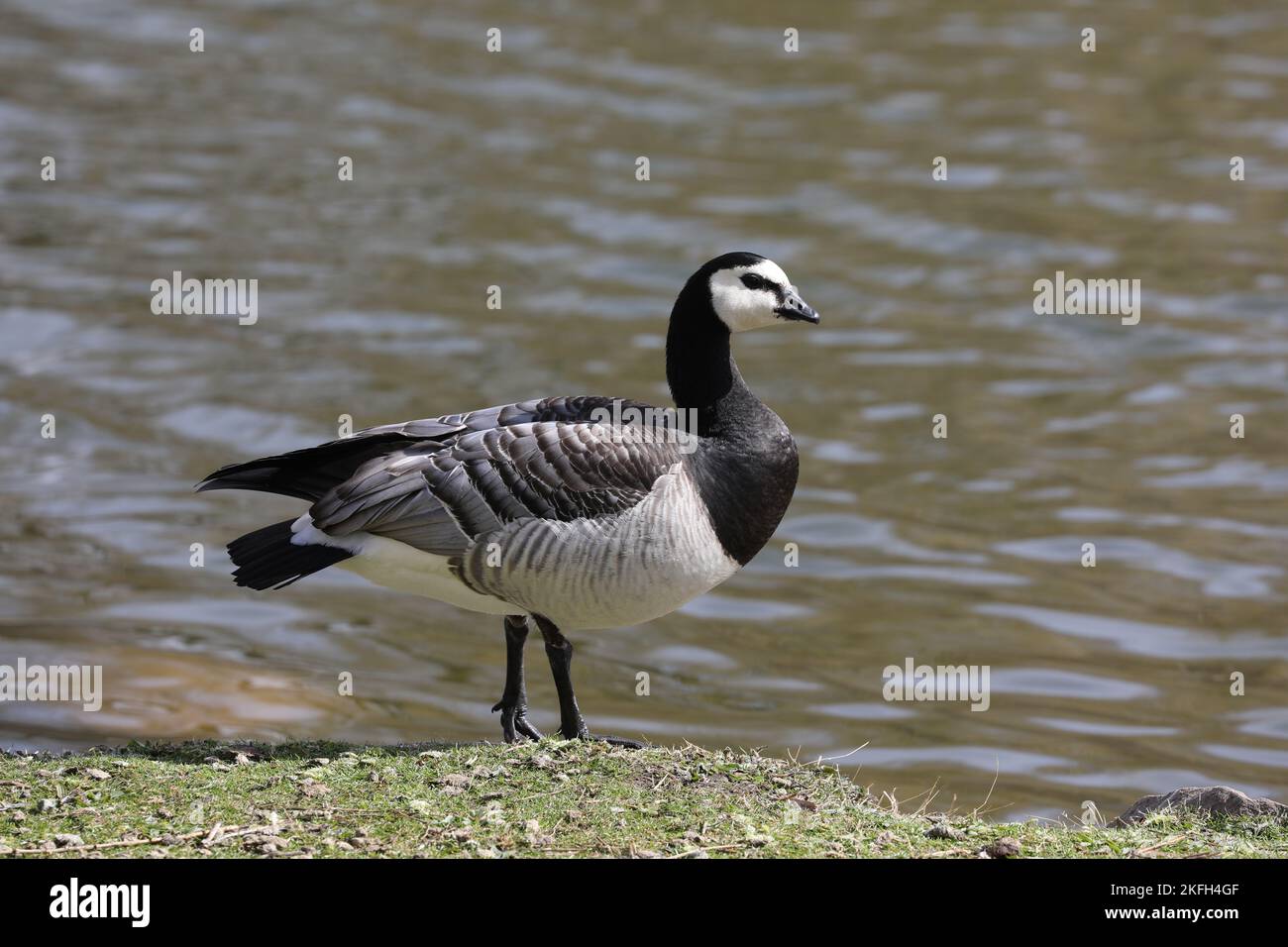 Barnacle Gans, Branta leucopsis, Malmö, Schweden Stockfoto