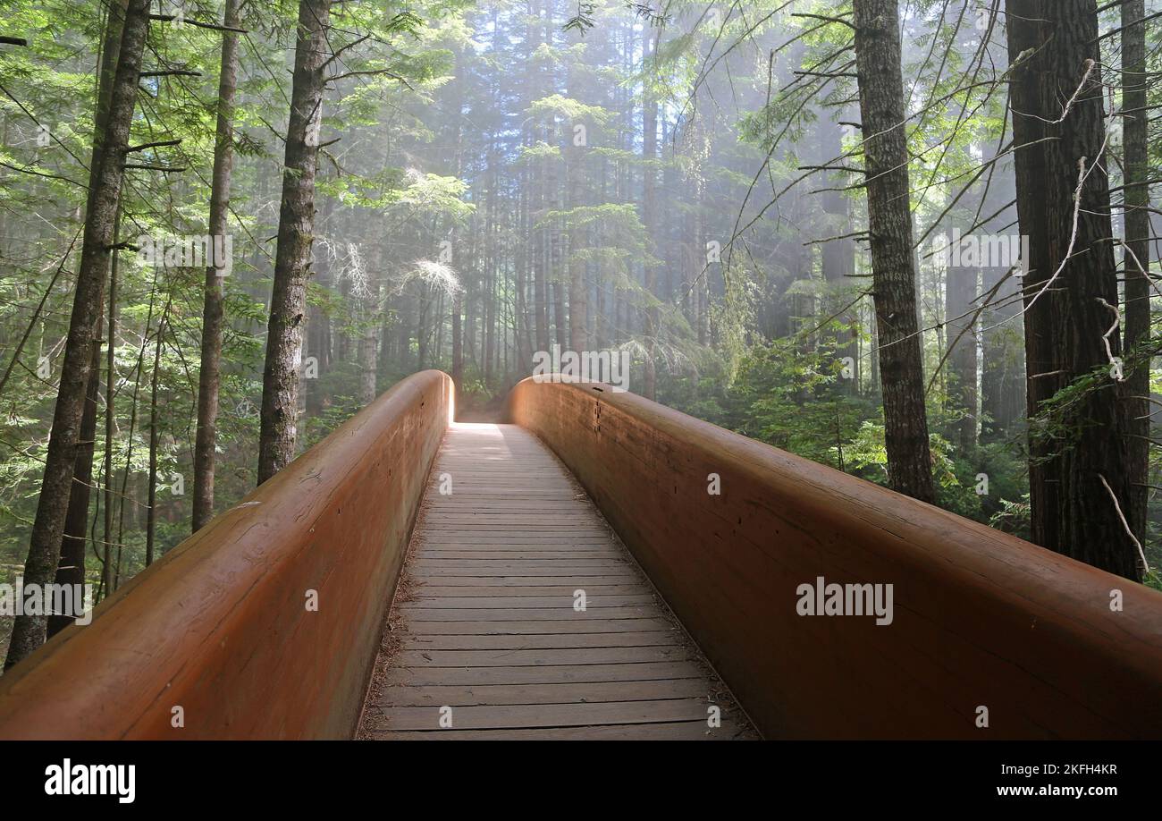 Die Brücke zum Lady Bird Johnson Grove - Redwood National Park, Kalifornien Stockfoto