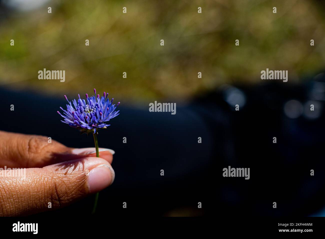 Eine Nahaufnahme eines Schafs, der zwischen Daumen und Zeigefinger gehalten wird Stockfoto