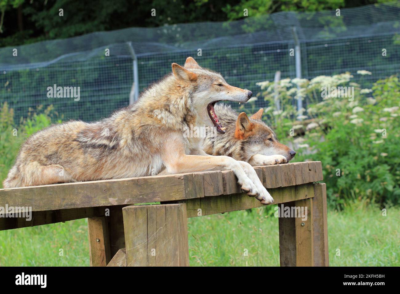 Zwei graue oder graue Wölfe (Canis Lupus) liegen zusammen. Stockfoto