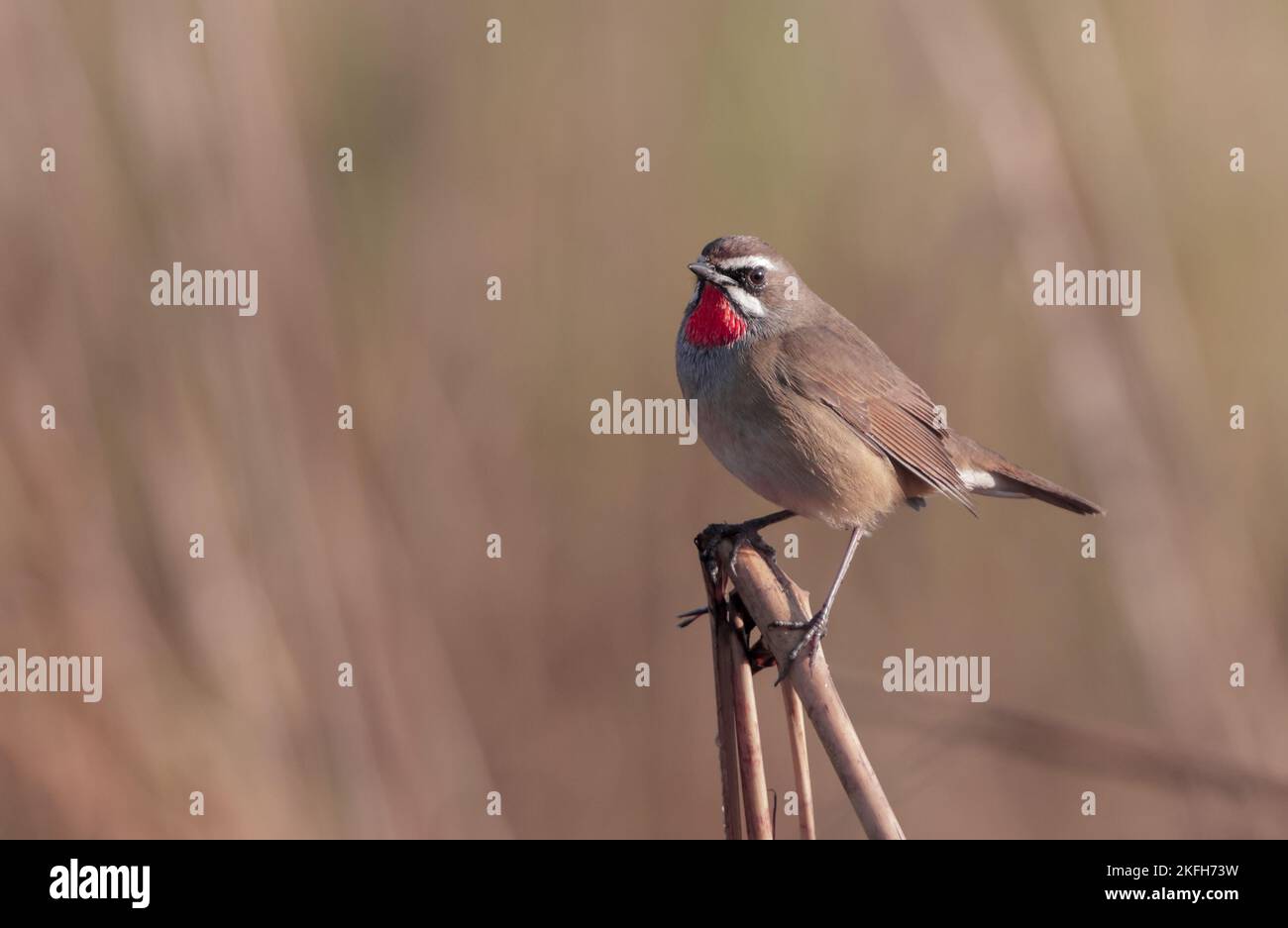 Siberian Rubythroat ist ein bodenliebender singvögel Asiens. Sie brüten hauptsächlich in Sibirien, während sie in Süd- und Südostasien überwintern. Stockfoto