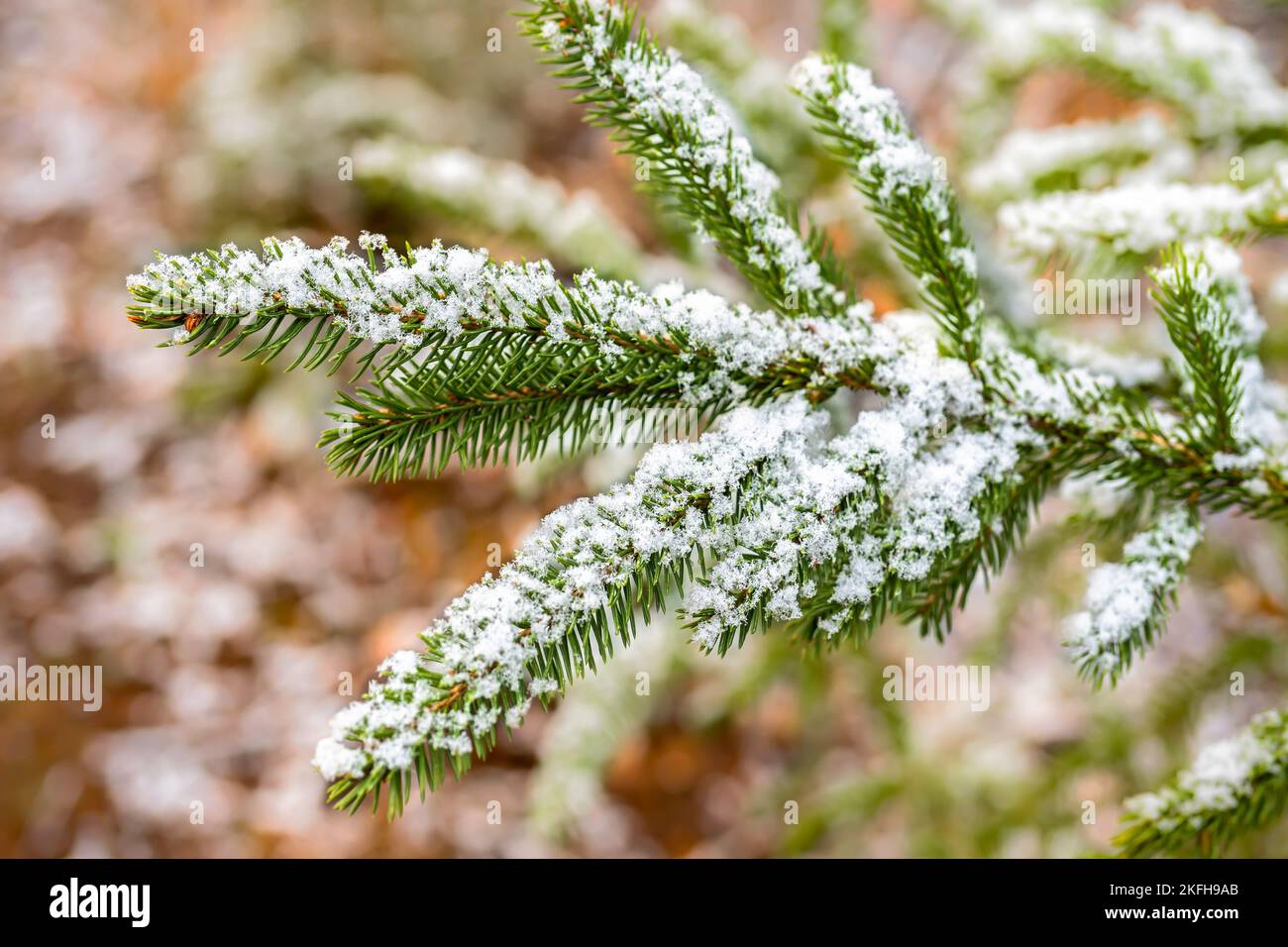 Nahaufnahme von immergrünen Blättern, die mit Schneeflocken bedeckt sind. Stockfoto