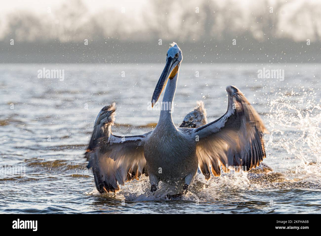 Krauskopfpelikane Stockfoto