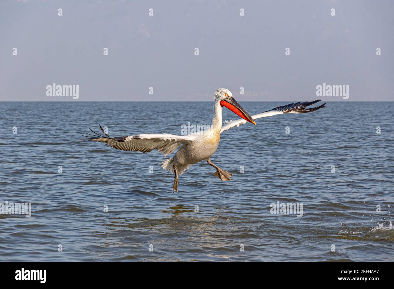 Krauskopfpelikan Stockfoto