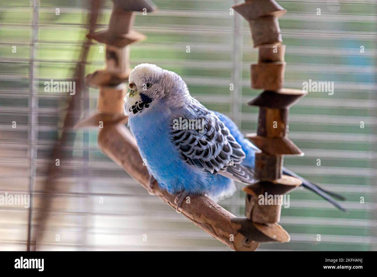 Wellensittich im Käfig Stockfoto