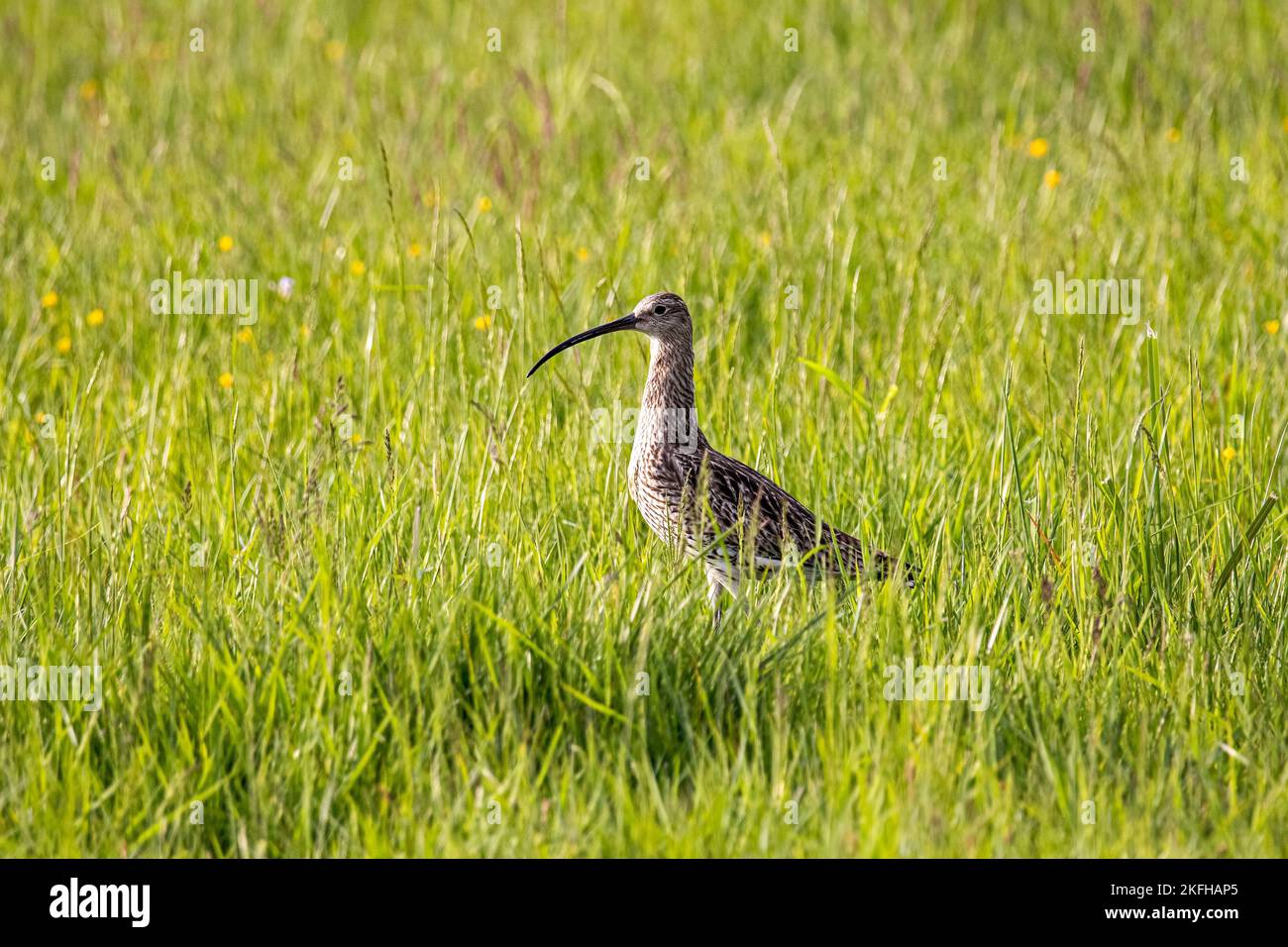 Toller Curlew auf der Wiese Stockfoto