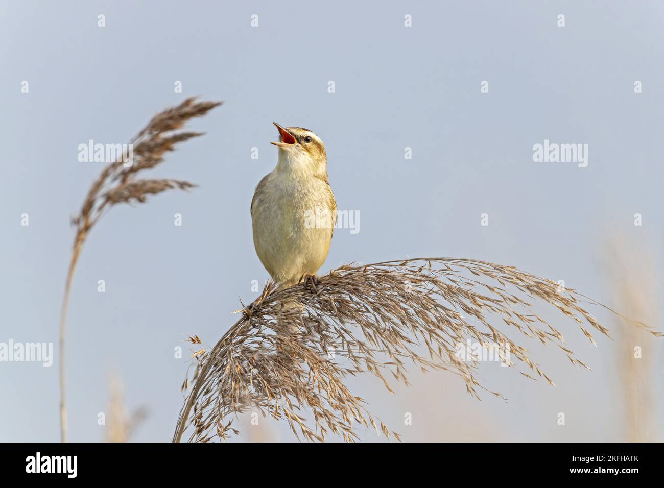 Schilfrohrsänger Stockfoto