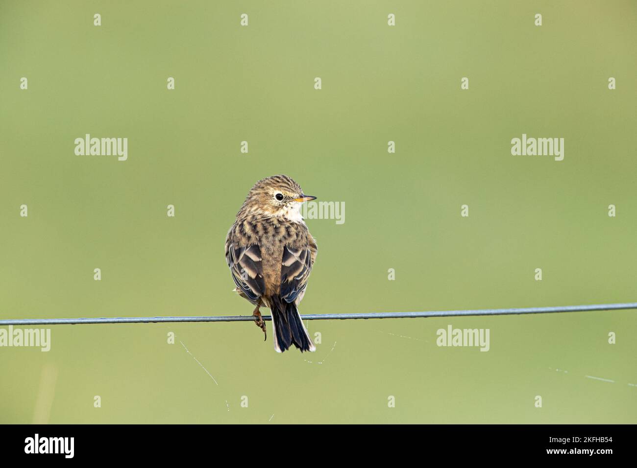 Wiese Pieper Stockfoto