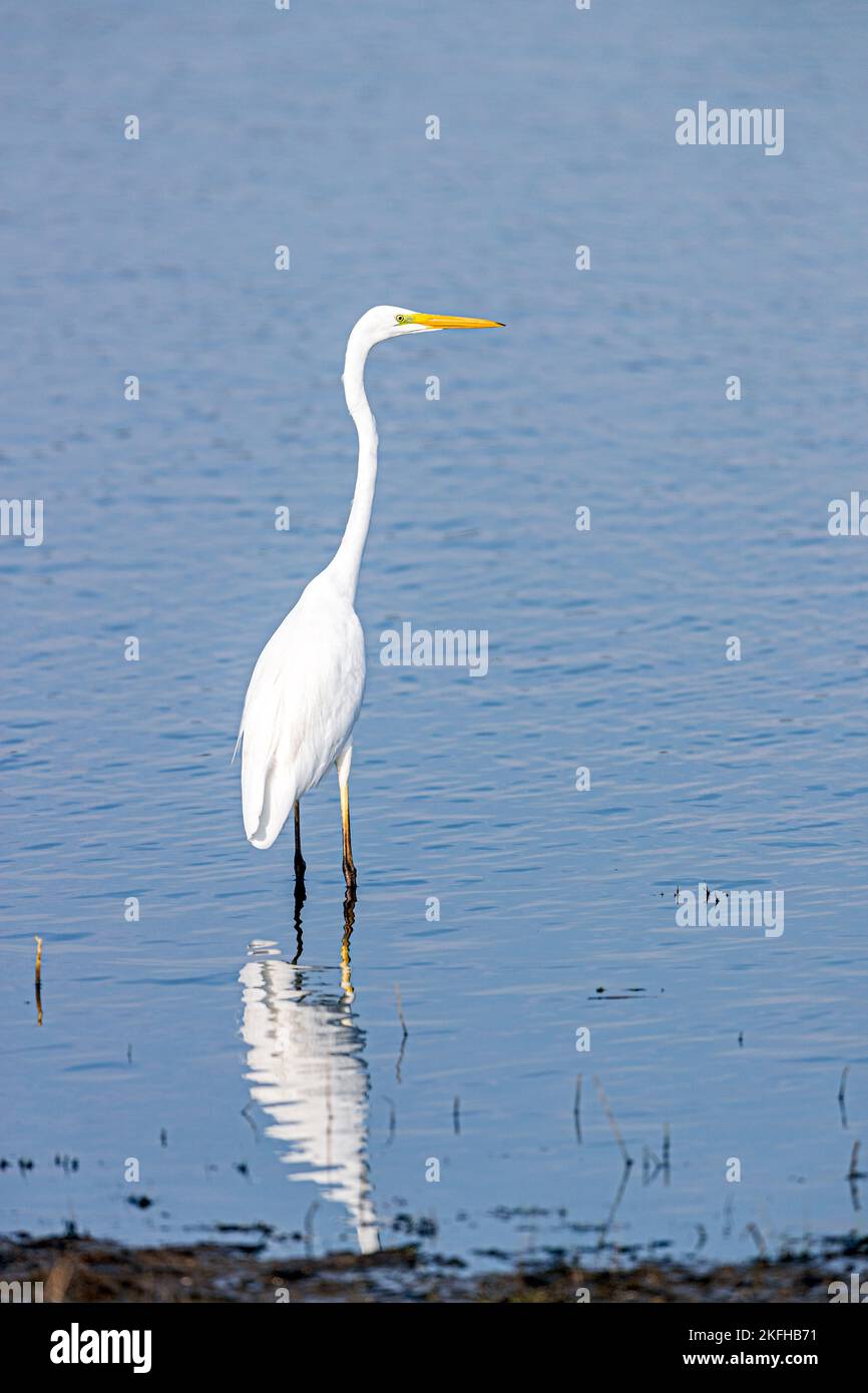 Silberreiher Stockfoto