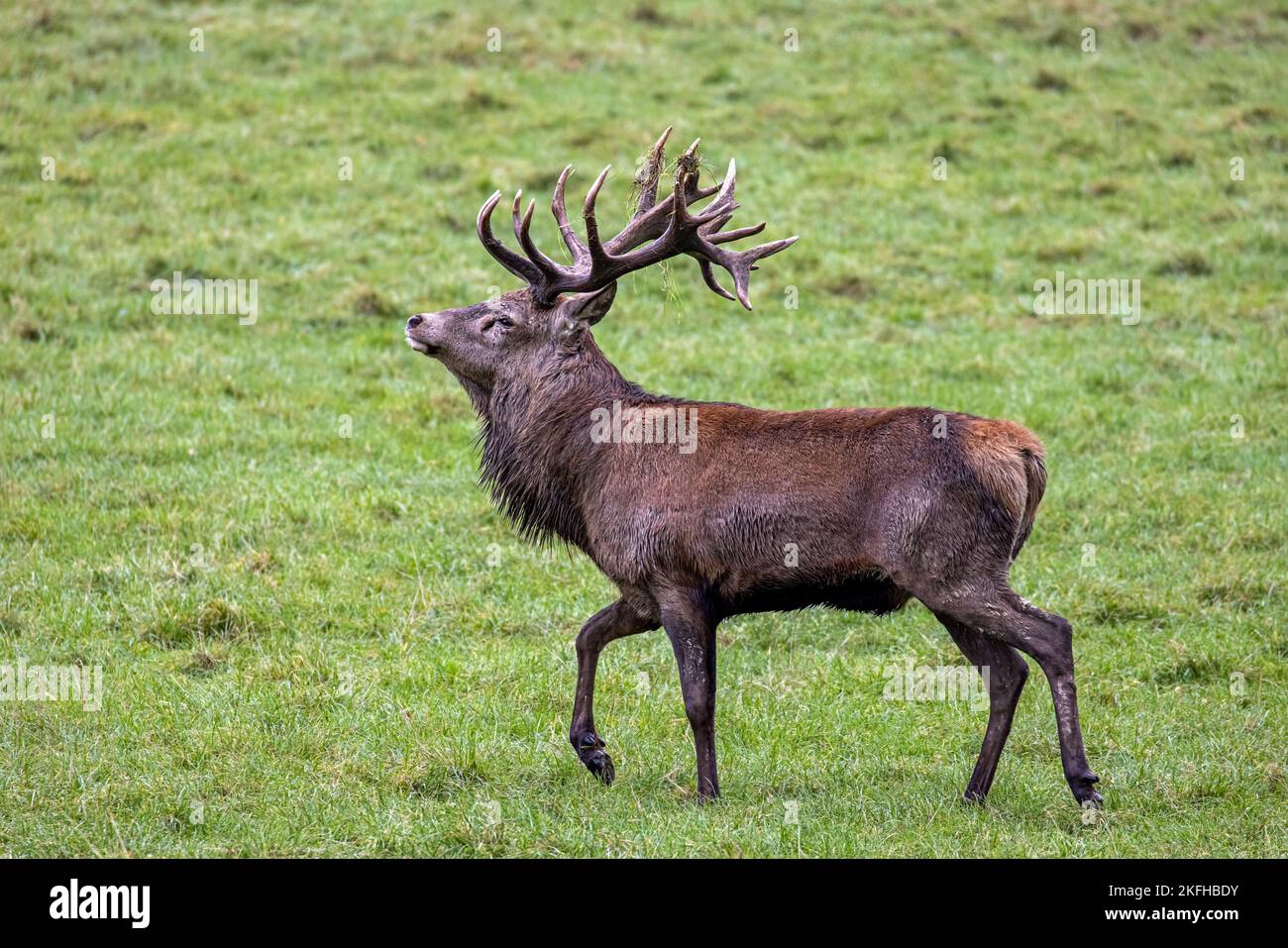 Red deer Stockfoto