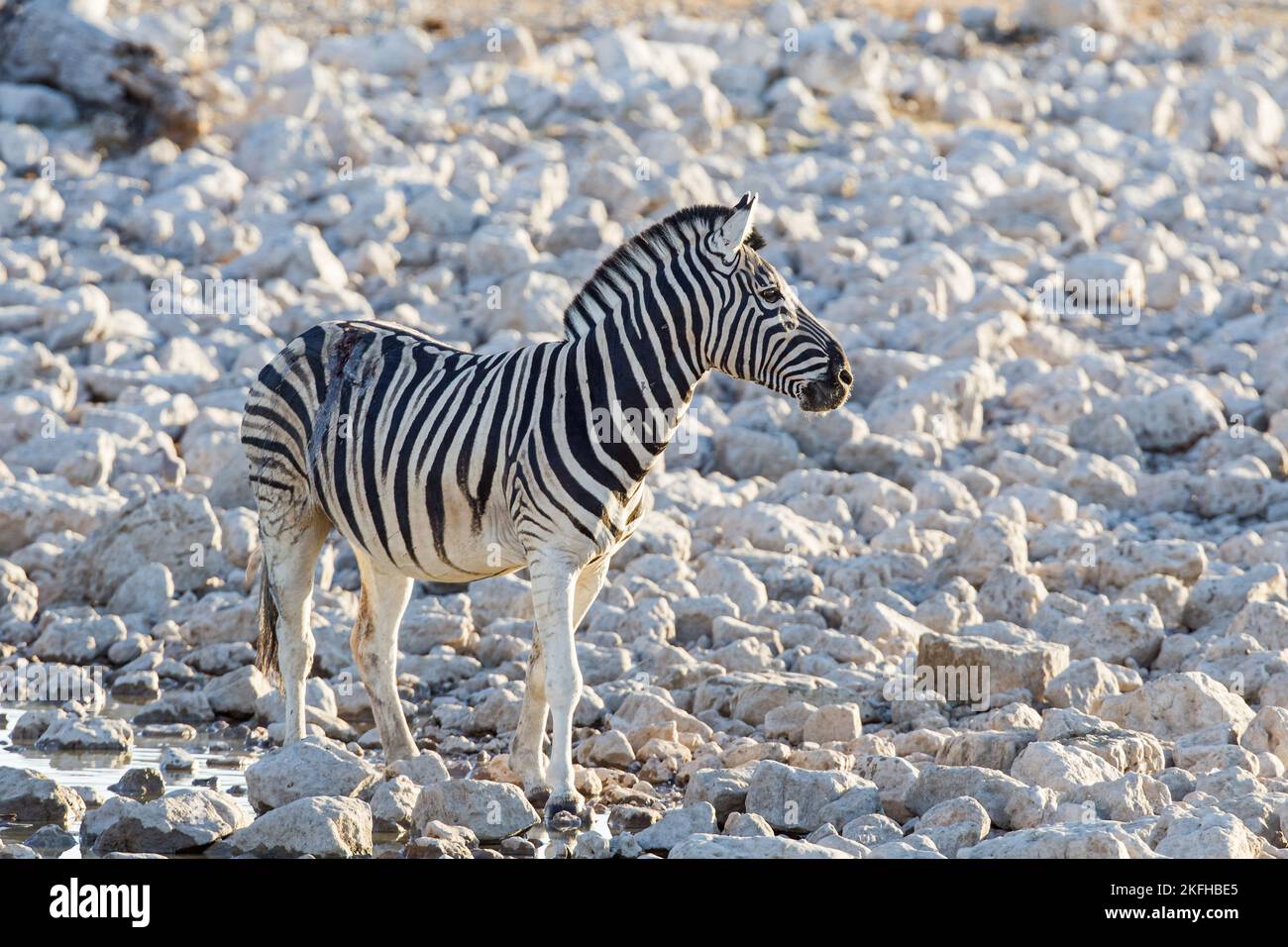 Ebenen zebra Stockfoto