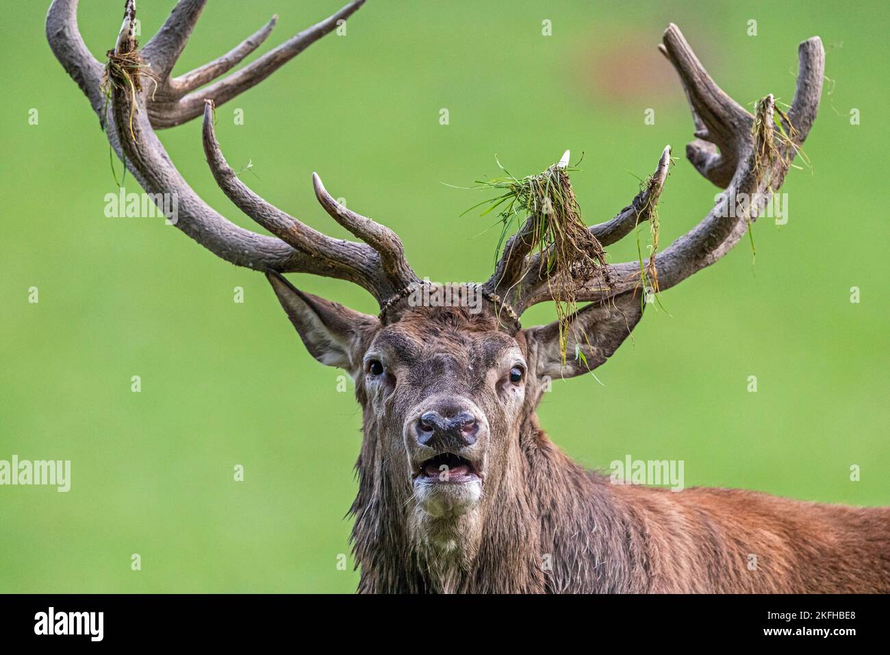 Red deer Stockfoto