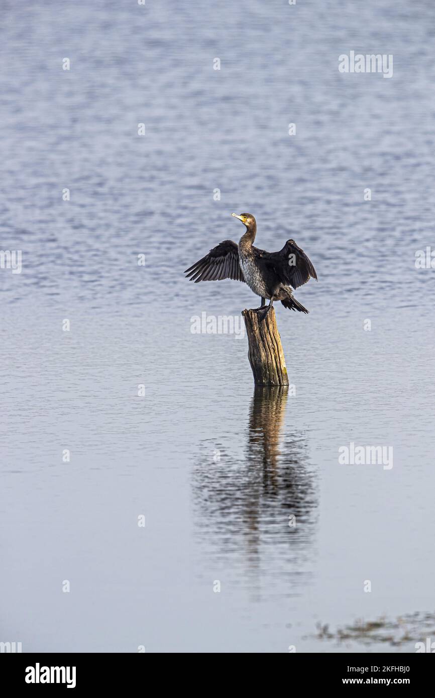 Kormoran Stockfoto