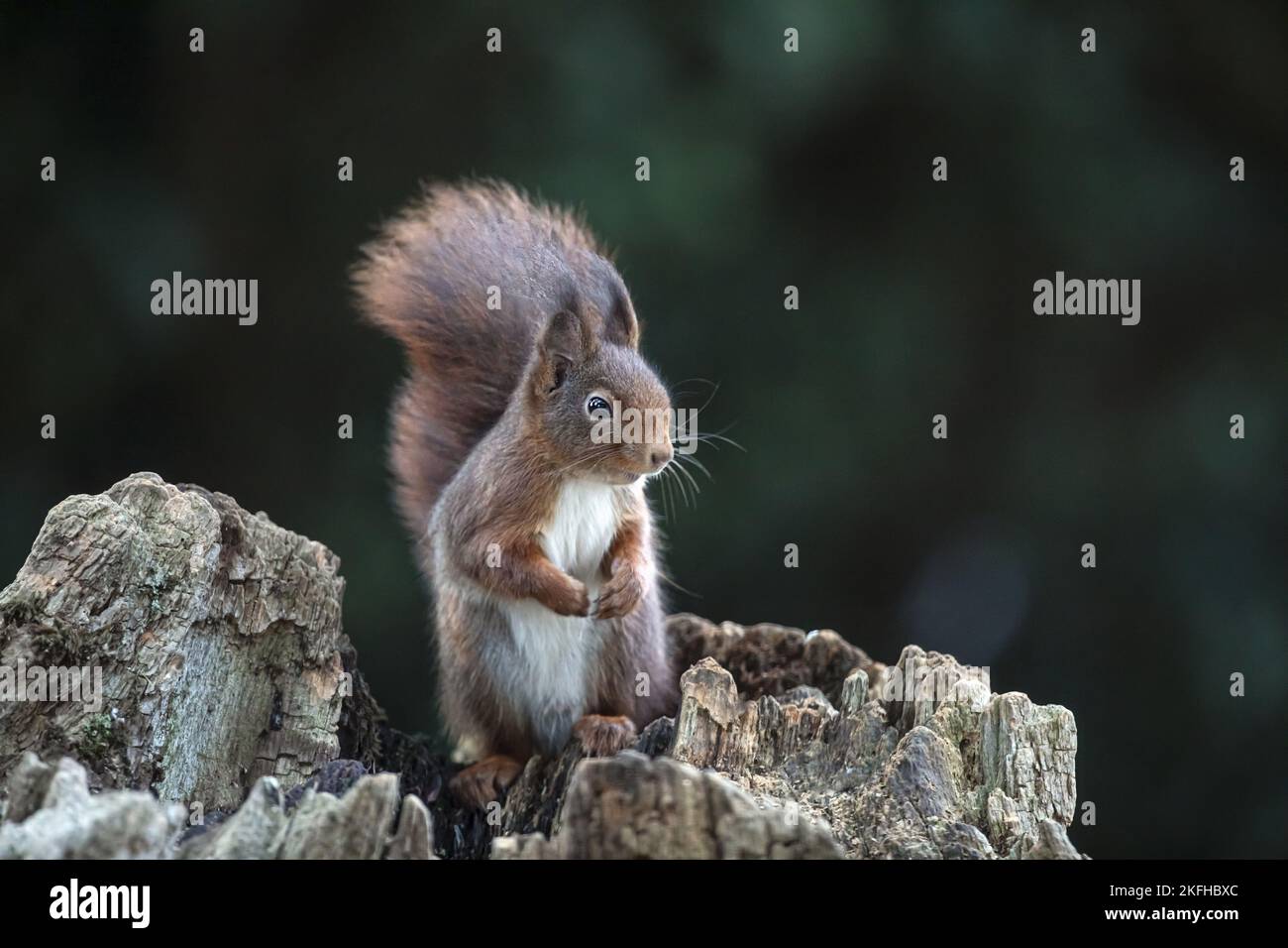 Eichhörnchen sitzt auf Baumstumpf Stockfoto