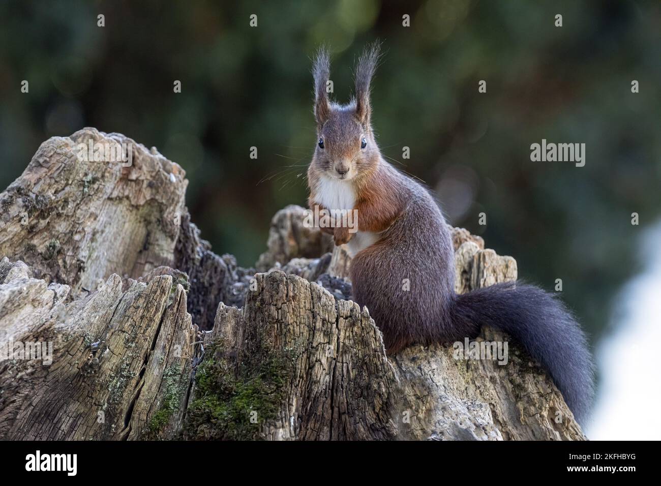 Eichhörnchen sitzt auf Baumstumpf Stockfoto