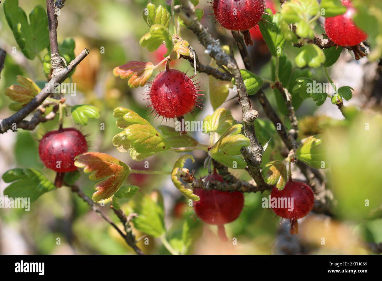 Stachelbeere, Ribes uva crispa unbekannter Sorte, reife rote Frucht in Nahaufnahme mit einem verschwommenen Hintergrund aus Blättern. Stockfoto