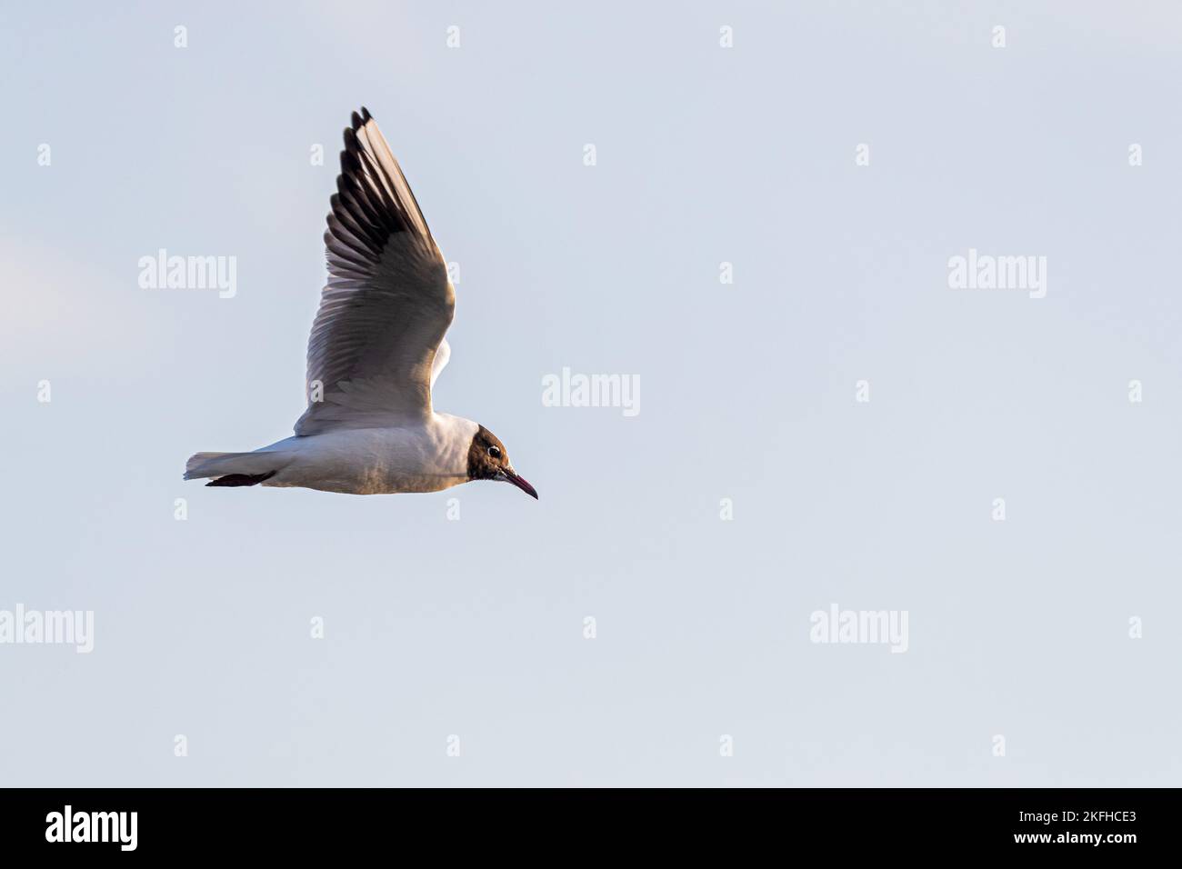 gemeinsamen Lachmöwe Stockfoto