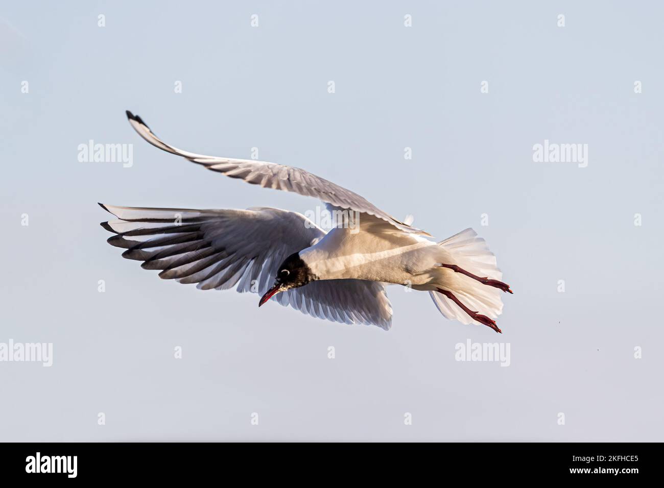 gemeinsamen Lachmöwe Stockfoto