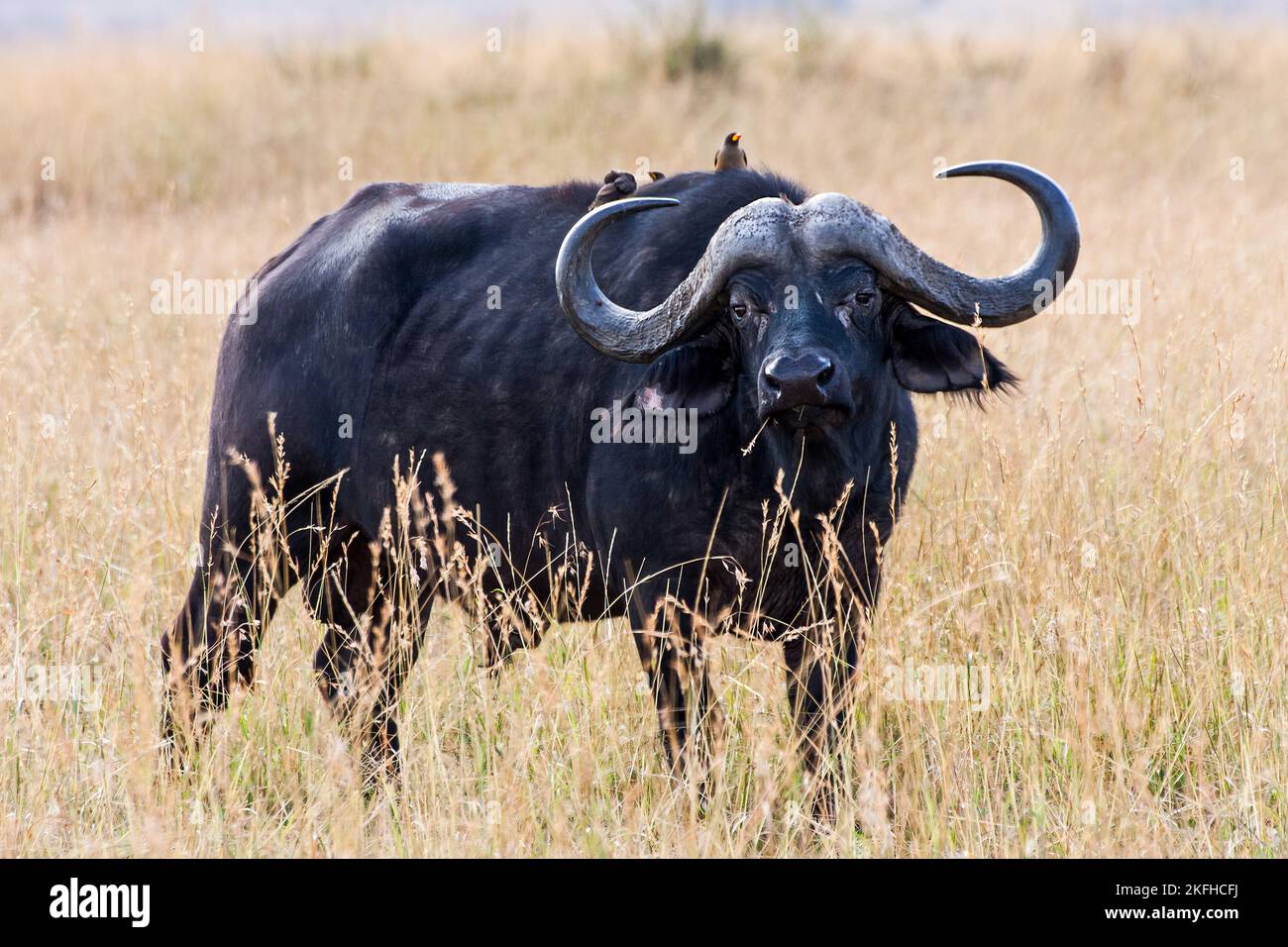 Afrikanische Kaffernbüffel Stockfoto