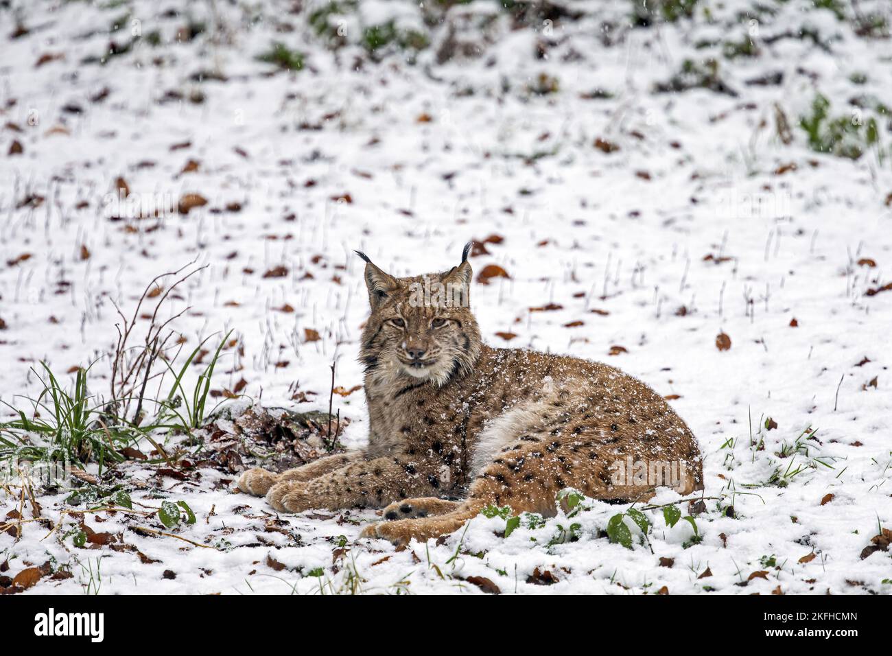 Liegender eurasischer Luchs Stockfoto