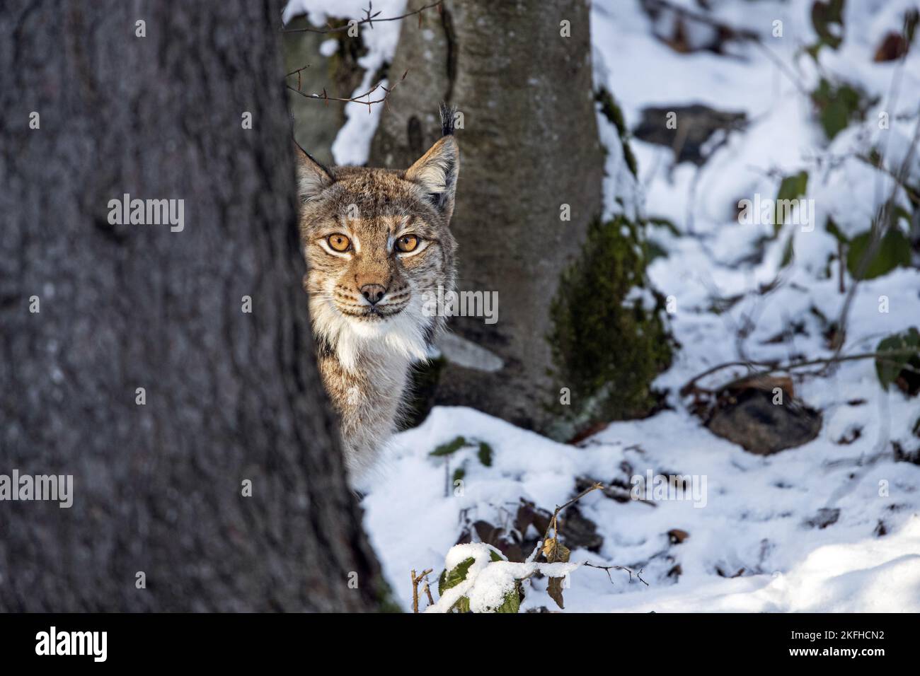 Eurasisches Lynx-Porträt Stockfoto