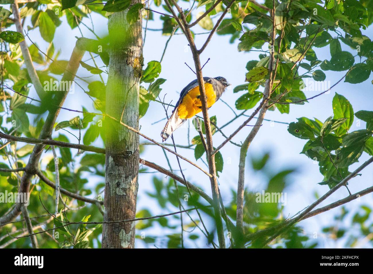 Der Drachenvögel in einem Baum Stockfoto