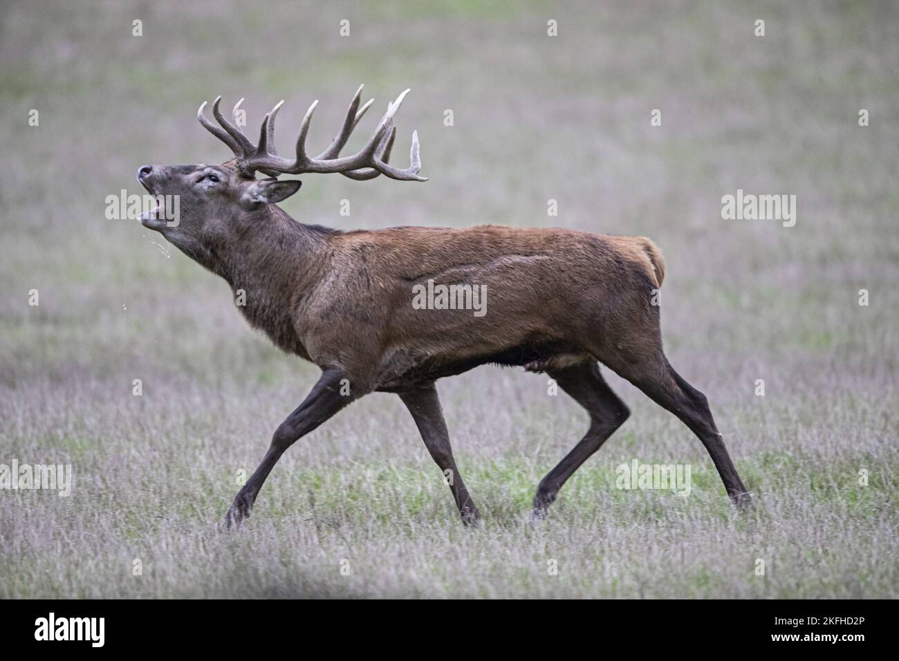 Running Red Deer Stockfoto