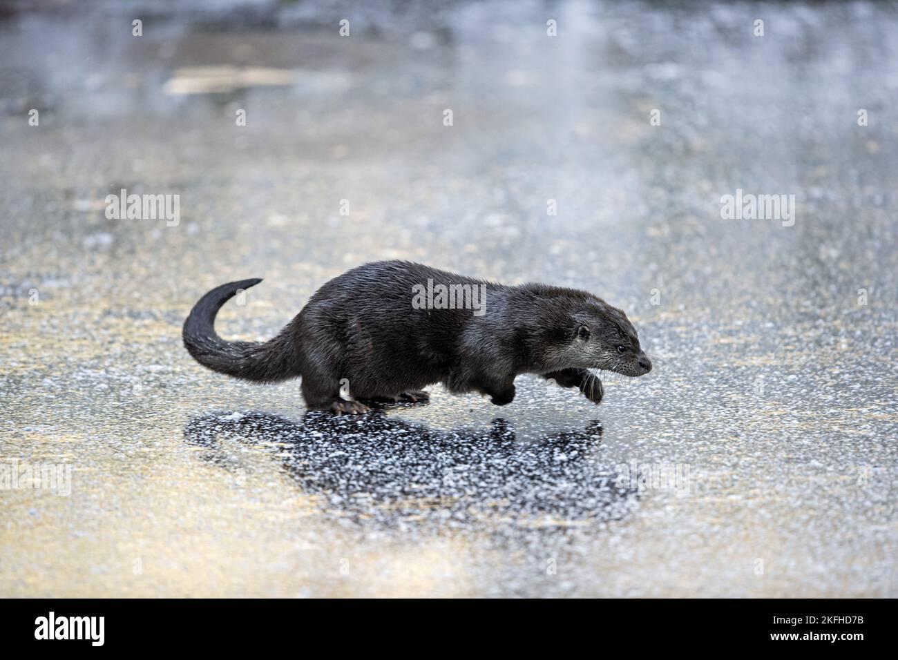 Laufen von European Otter Stockfoto