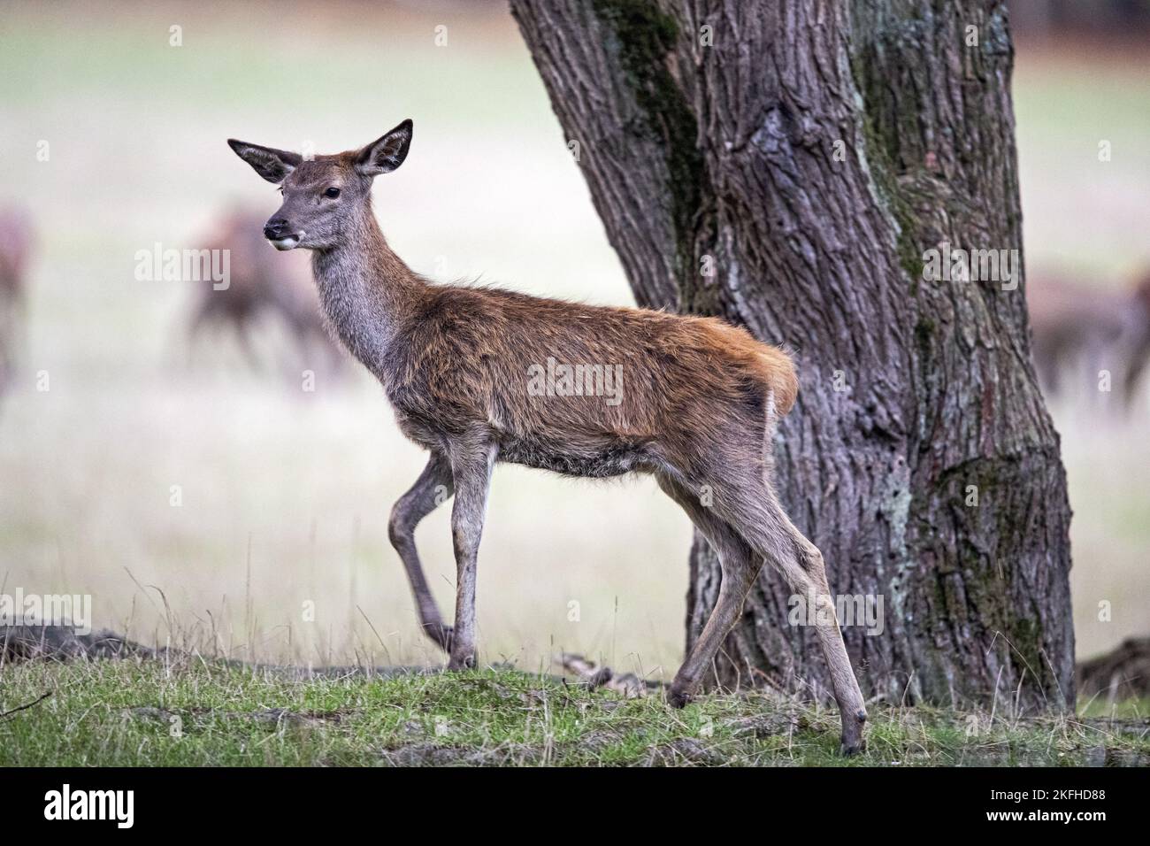 Wanderender Rothirse Stockfoto