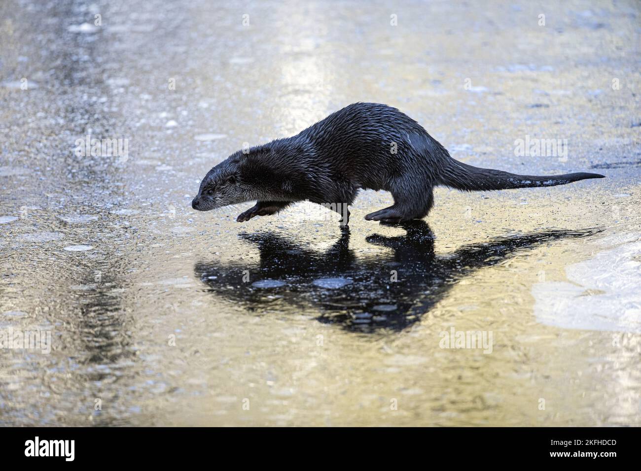 Laufen von European Otter Stockfoto