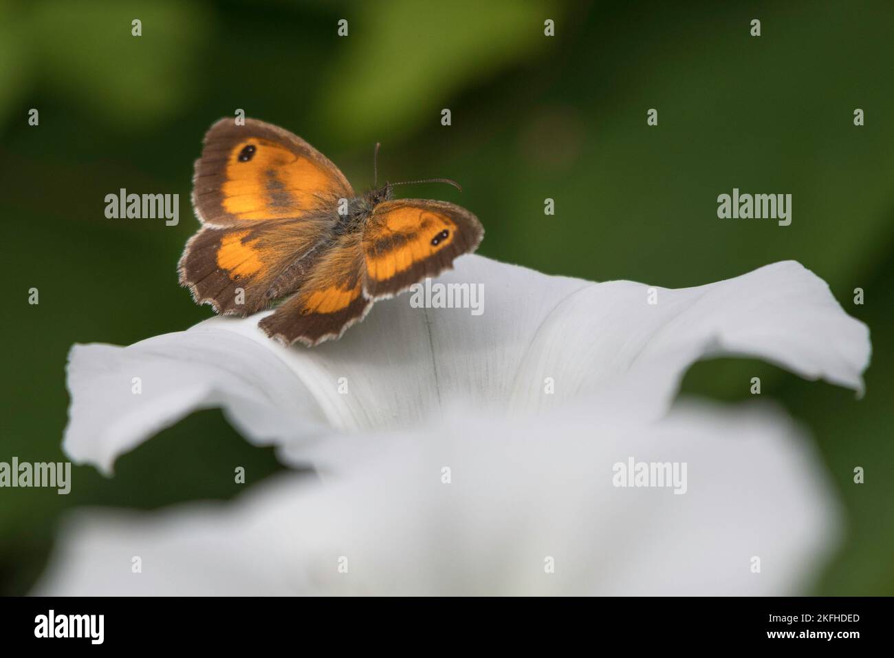 Orangefarbener und brauner Gatekeeper Butterfly, Pyronia tithonus, auf weißem Blütenhintergrund. Stockfoto