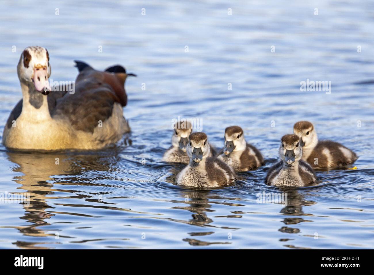 Ägyptische Schwanenbeine schwimmen Stockfoto