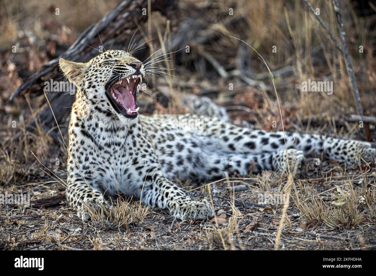 Liegender Leopard Stockfoto
