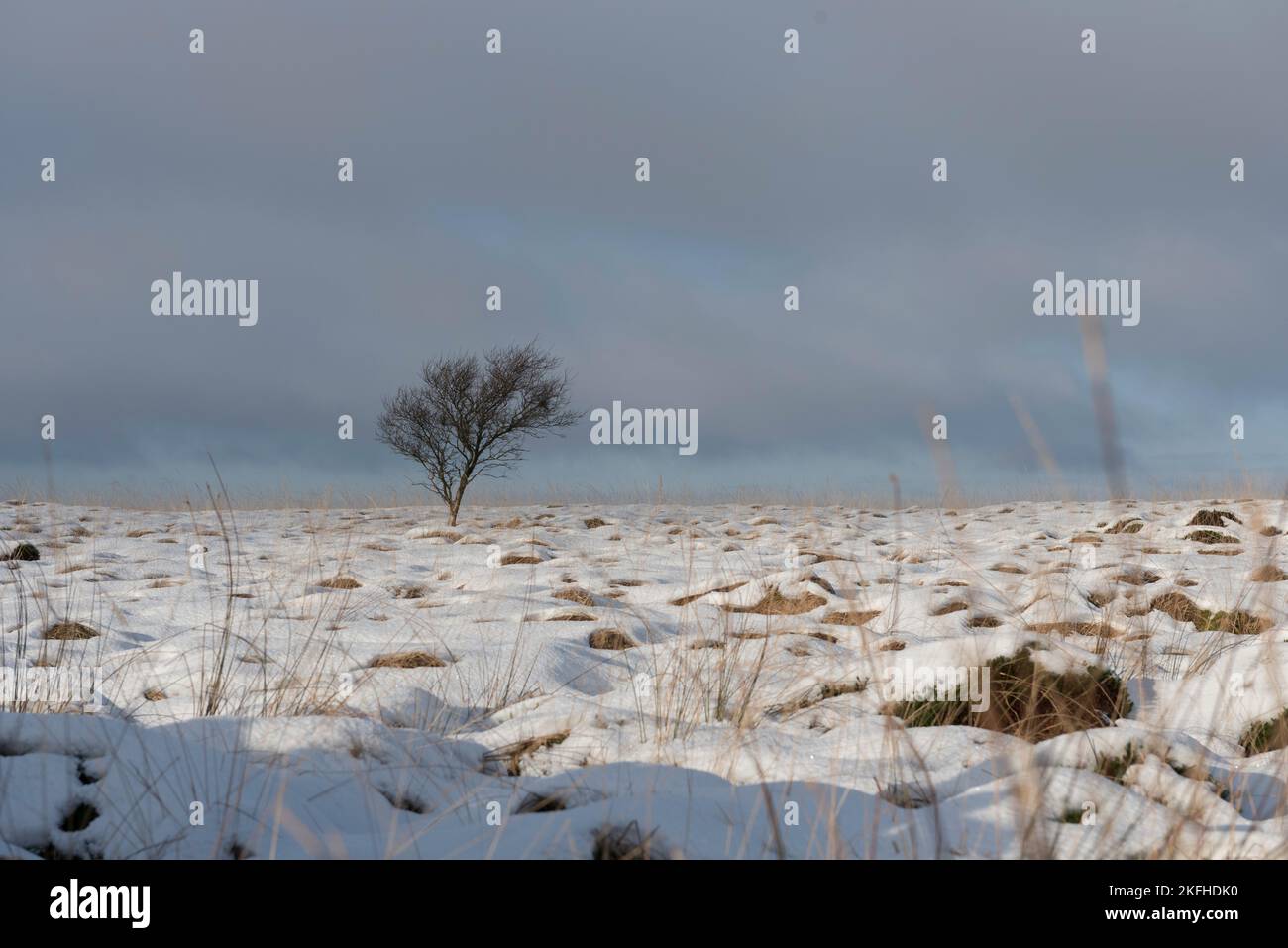 Einsamer Baum auf dem Pennine Moor im Schnee. Schneefelder an einem kalten, winterlichen Morgen. Stockfoto