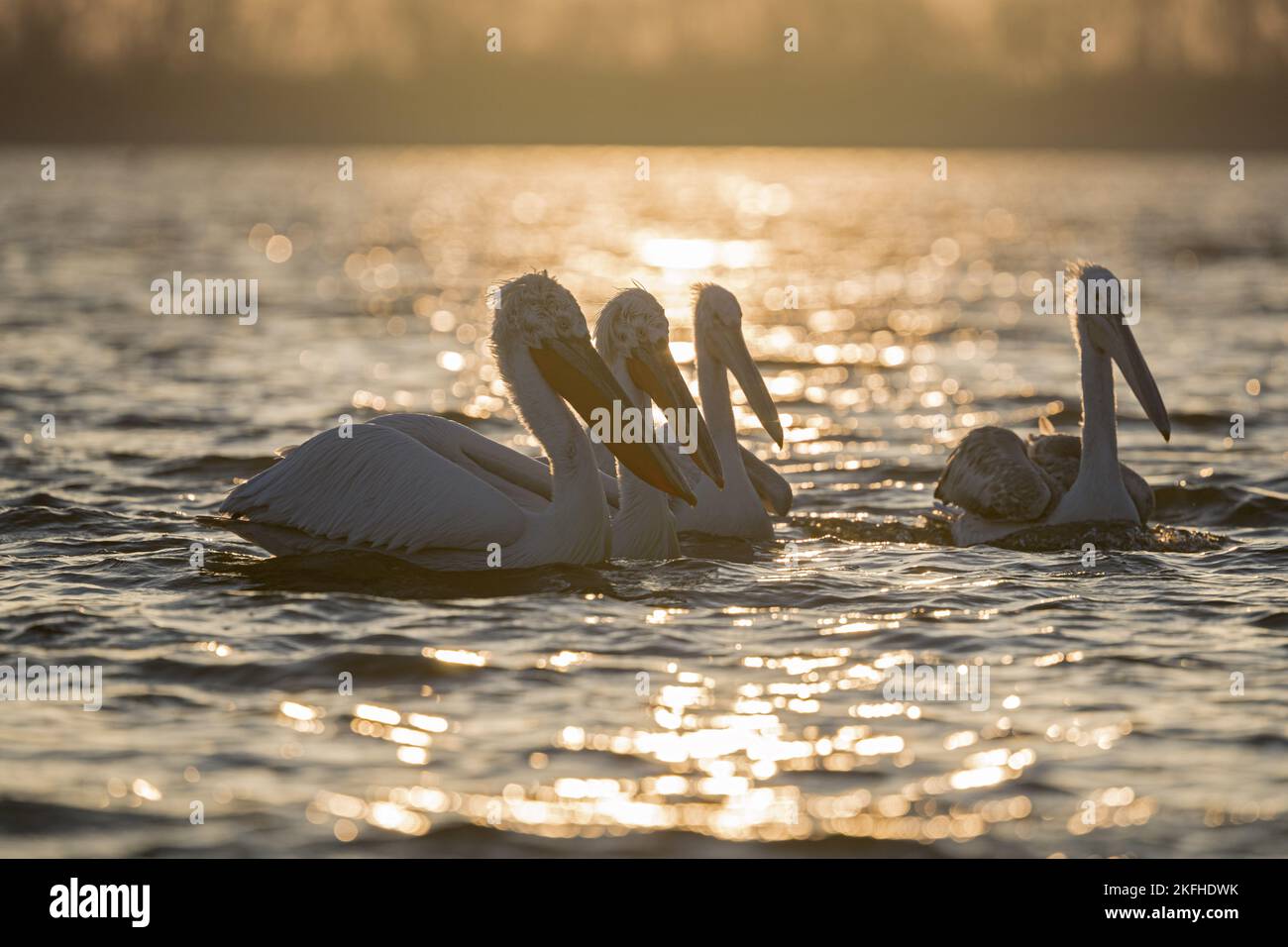 Schwimmen dalmatinische Pelikane Stockfoto