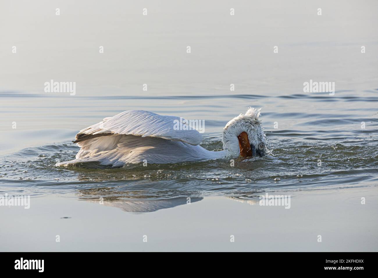 Schwimmen dalmatinischen Pelikan Stockfoto