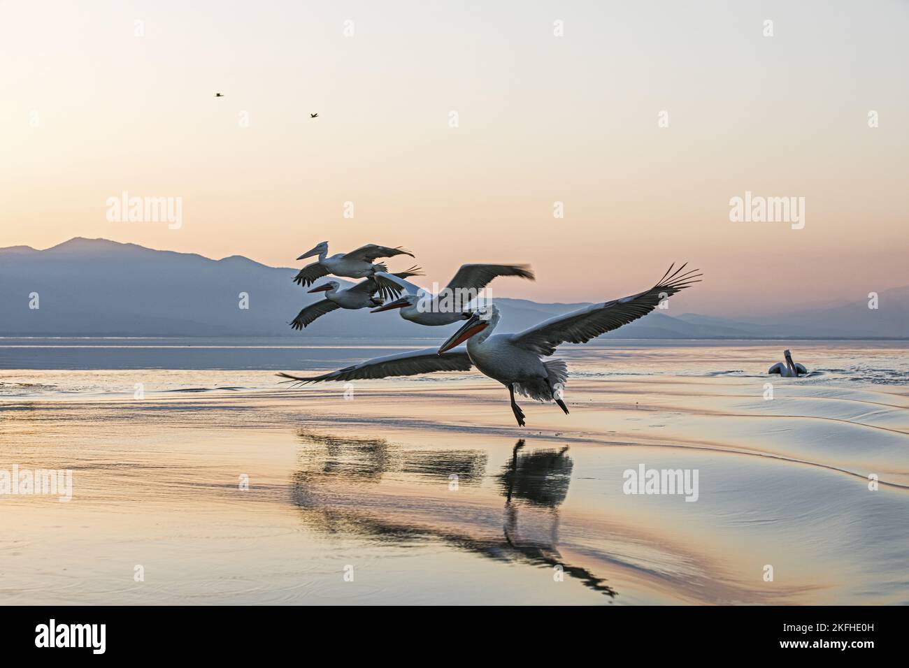 Fliegende dalmatinische Pelikane Stockfoto
