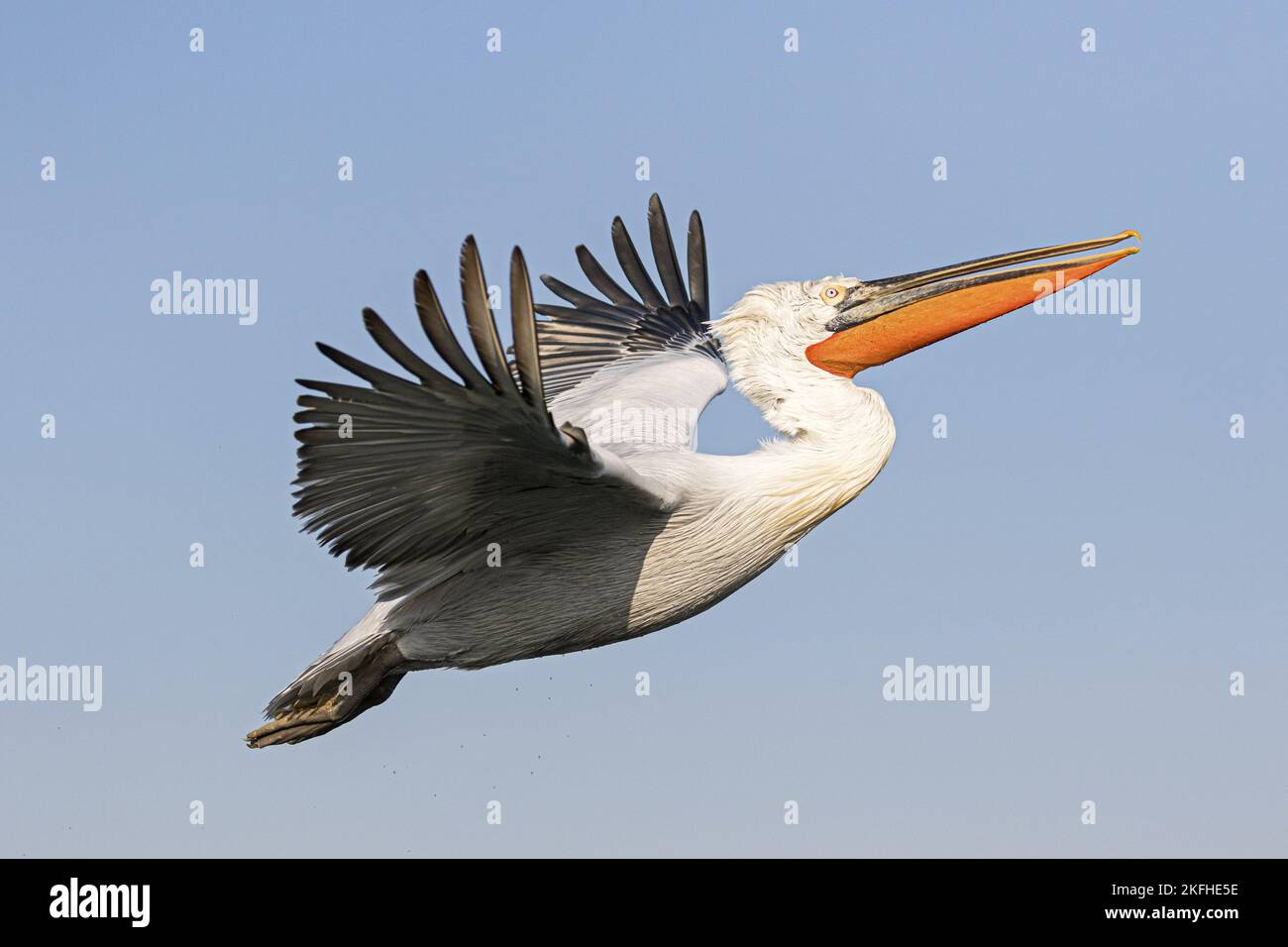 Fliegender dalmatinischer Pelikan Stockfoto