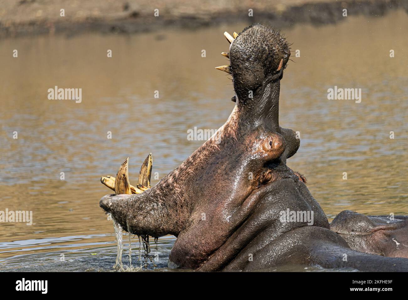 River Horse Stockfoto