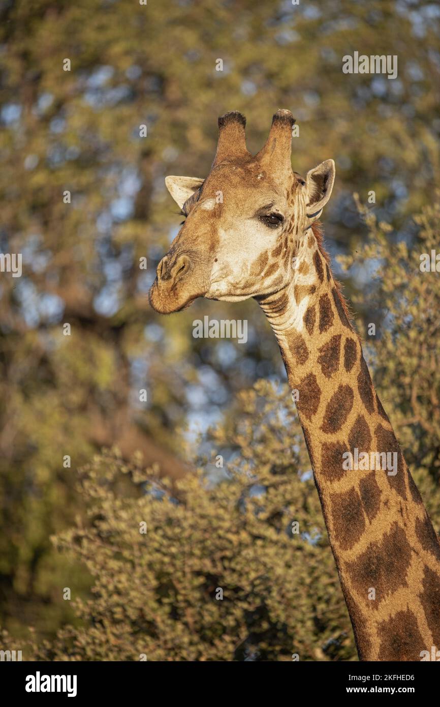 Giraffe-Porträt Stockfoto