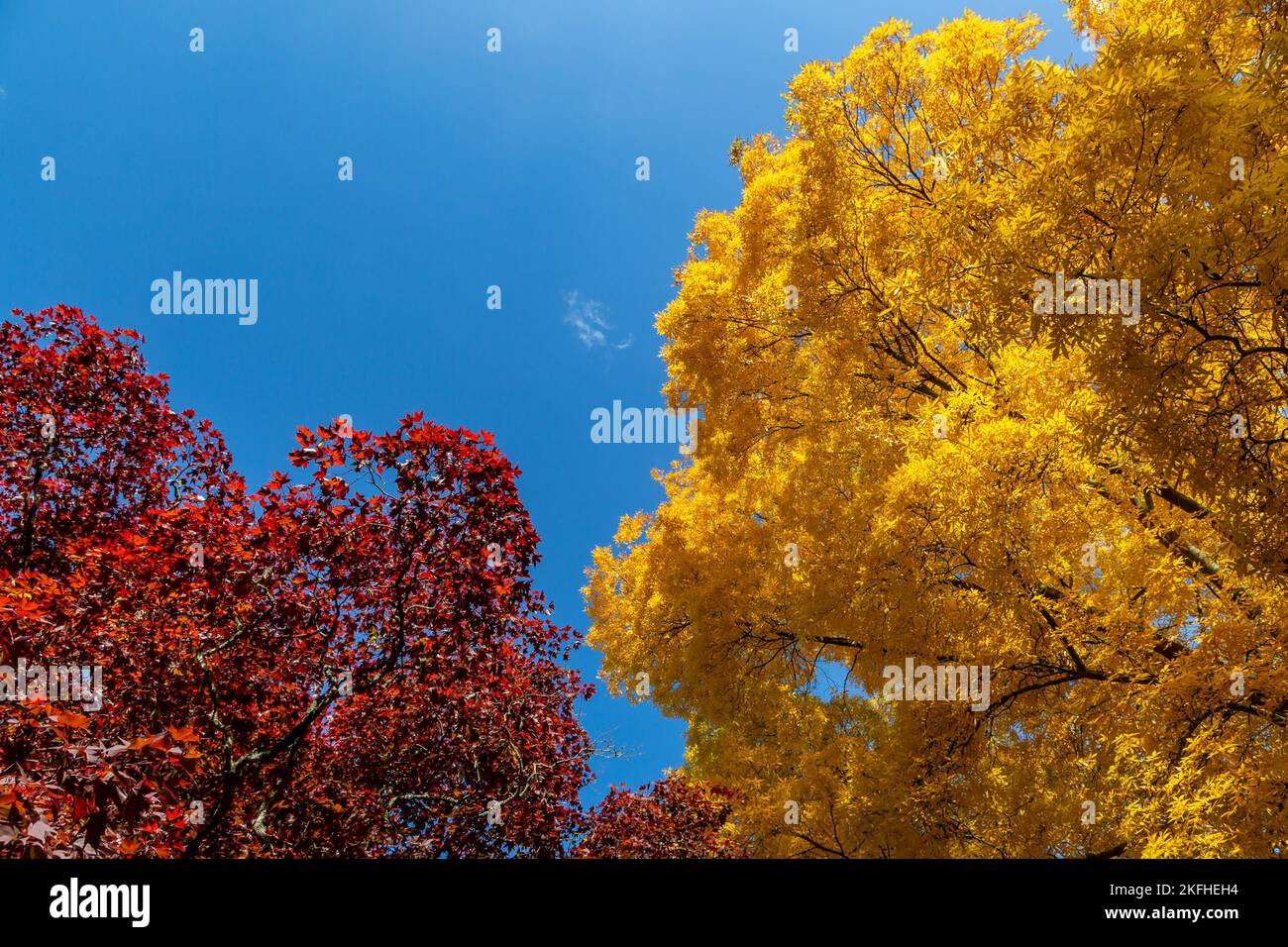 Leuchtend gelbe und rote Blätter an einem sonnigen Herbsttag vor einem blauen Himmel Stockfoto