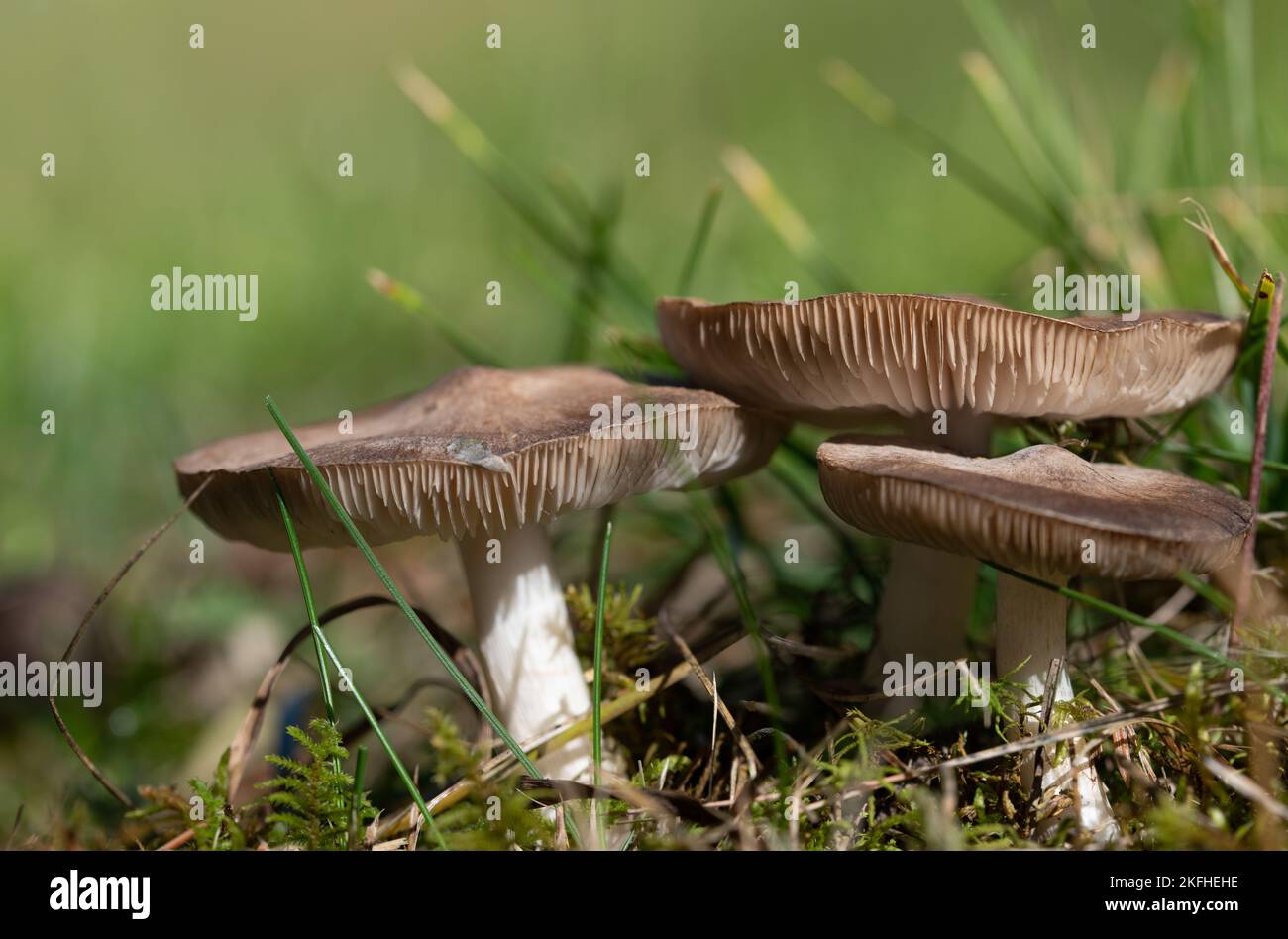 Nahaufnahme einer Gruppe von hellen Pilzen mit Lamellen, die in einer Wiese und zwischen Moos in der Herbstsonne wachsen. Der Hintergrund ist grün. Stockfoto