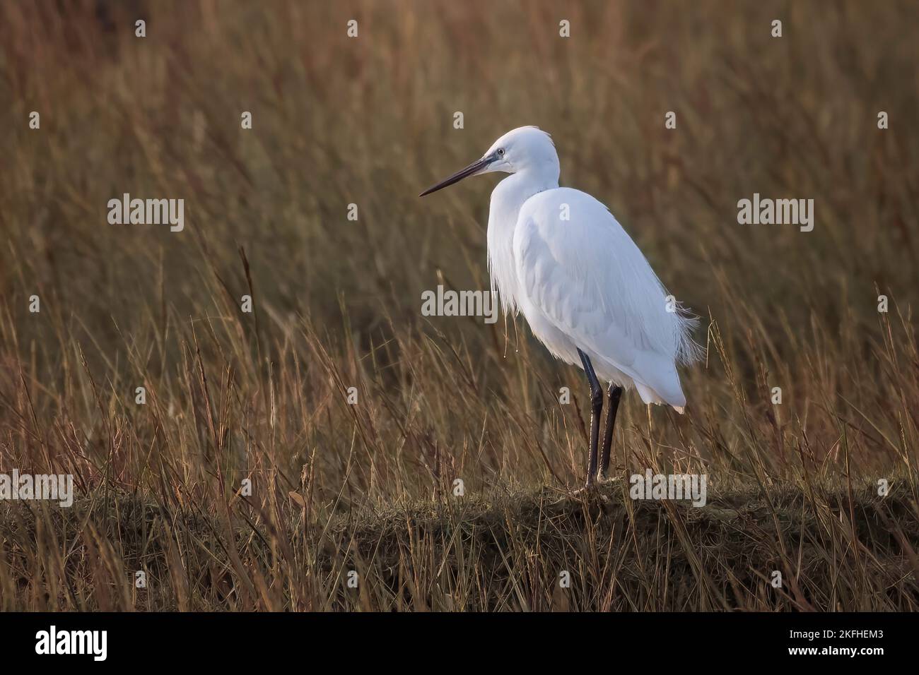 Der kleine Reiher stand auf den Salzwiesen. Die Morgensonne leuchtet. Wunderschöne weiße Federn. Lateinischer Name Egretta garzetta Stockfoto