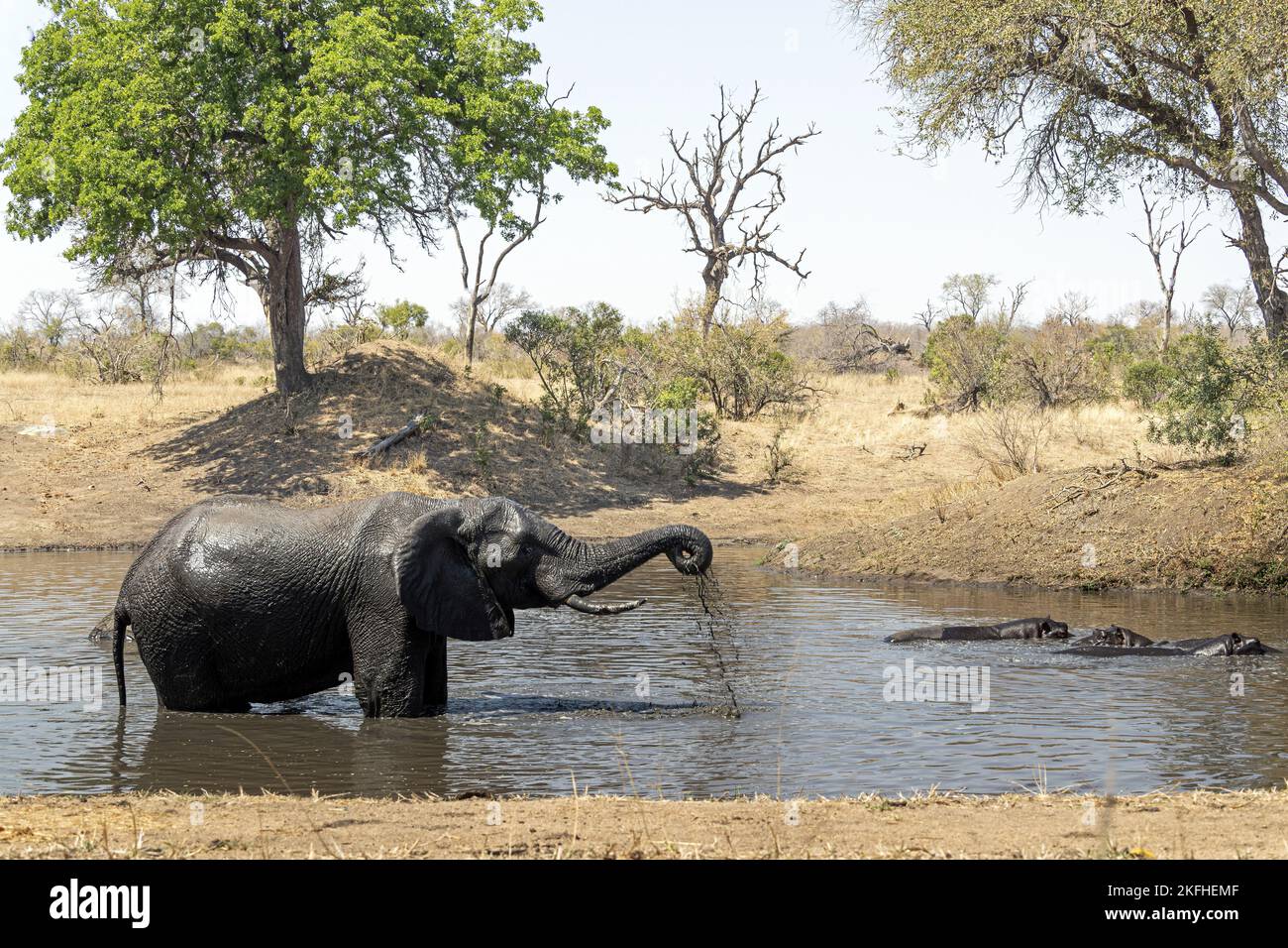 Afrikanische Elefanten und Flusspferde Stockfoto